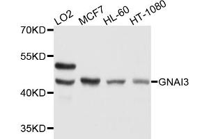 Western blot analysis of extracts of various cell lines, using GNAI3 antibody. (GNAI3 Antikörper)
