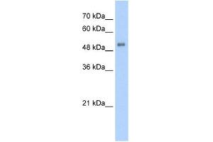 WB Suggested Anti-ALAS2 Antibody Titration:  5.