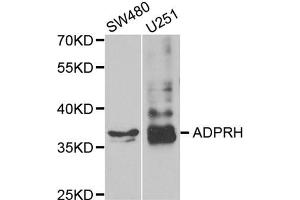 Western blot analysis of extracts of various cell lines, using ADPRH antibody (ABIN5973703) at 1/1000 dilution.