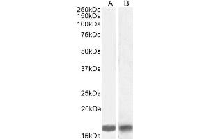 Western Blotting (WB) image for anti-Ionized Calcium-binding Adapter Molecule 1 (IBA1) (C-Term) antibody (ABIN184738)