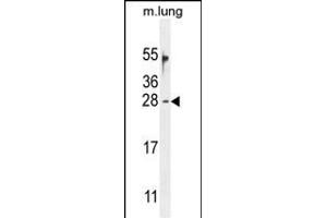OAZ2 Antibody (C-term) (ABIN654721 and ABIN2844410) western blot analysis in mouse lung tissue lysates (35 μg/lane). (OAZ2 Antikörper  (C-Term))