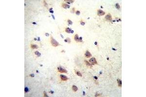 Immunohistochemical analysis of GRIN3B staining in human brain formalin fixed paraffin embedded tissue section.