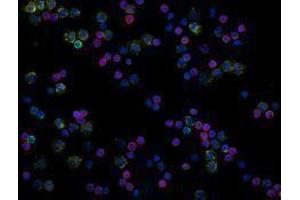 Immunofluorescence (IF) image for anti-CD19 Molecule (CD19) antibody (Alexa Fluor 488) (ABIN2657346) (CD19 Antikörper  (Alexa Fluor 488))