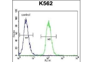 MITF Antibody (N-term) (ABIN655506 and ABIN2845022) flow cytometric analysis of K562 cells (right histogram) compared to a negative control cell (left histogram). (MITF Antikörper  (N-Term))
