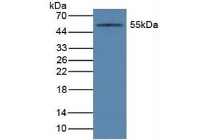 Western Blotting (WB) image for anti-Cytochrome P450, Family 1, Subfamily A, Polypeptide 1 (CYP1A1) (AA 1-250) antibody (ABIN7435463)