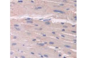 IHC-P analysis of Mouse Tissue, with DAB staining. (Annexin IV Antikörper  (AA 151-313))