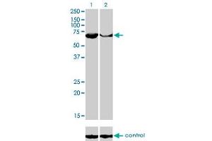 Western Blotting (WB) image for anti-3'-phosphoadenosine 5'-phosphosulfate Synthase 2 (PAPSS2) (AA 513-613) antibody (ABIN598592) (PAPSS2 Antikörper  (AA 513-613))