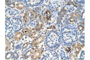 HNRPL antibody was used for immunohistochemistry at a concentration of 4-8 ug/ml to stain Epithelial cells of renal tubule (arrows) in Human Kidney. (HNRNPL Antikörper  (N-Term))