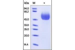 SDS-PAGE (SDS) image for Interleukin 1 Receptor, Type II (IL1R2) (AA 14-343) protein (His tag) (ABIN2181357)