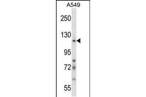 Western blot analysis in A549 cell line lysates (35ug/lane). (Nidogen 1 Antikörper  (N-Term))
