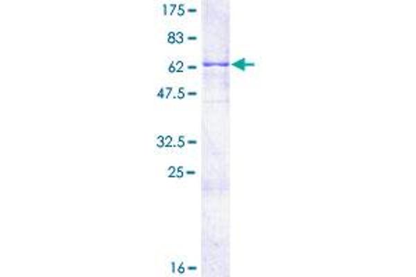 PRKCDBP Protein (AA 1-261) (GST tag)