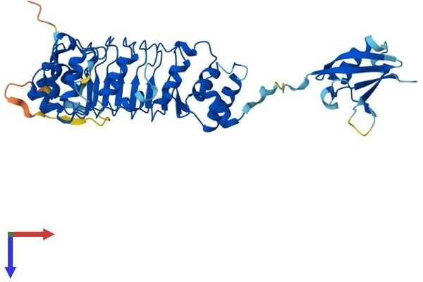 TBCEL Protein (AA 1-424) (His tag)