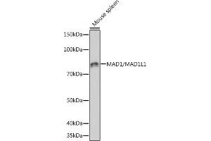 Western blot analysis of extracts of Mouse spleen, using M/ML1 Rabbit mAb  at 1:1000 dilution. (MAD1L1 Antikörper)