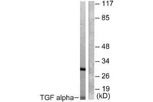 Western Blotting (WB) image for anti-Transforming Growth Factor, alpha (TGFA) (C-Term) antibody (ABIN1848800) (TGFA Antikörper  (C-Term))