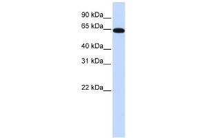 WB Suggested Anti-NR2C2 Antibody Titration:  0. (TR4 Antikörper  (N-Term))