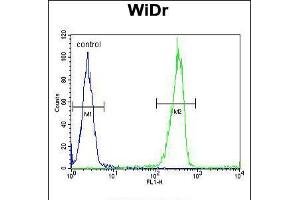 Flow cytometric analysis of WiDr cells (right histogram) compared to a negative control cell (left histogram). (Galectin 2 Antikörper  (AA 85-111))