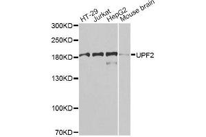 Western blot analysis of extracts of various cell lines, using UPF2 antibody. (RENT2/UPF2 Antikörper  (AA 1153-1272))