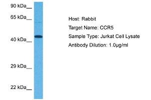 Host: Rabbit Target Name: CCR5 Sample Tissue: Human Jurkat Whole Cell Antibody Dilution: 1ug/ml (CCR5 Antikörper  (Middle Region))