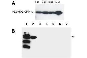 Western blot analysis is shown using  Affinity Purified anti-Human SUMO-3 antibody to detect GFP-SUMO fusion proteins (arrowheads). (SUMO3 Antikörper)
