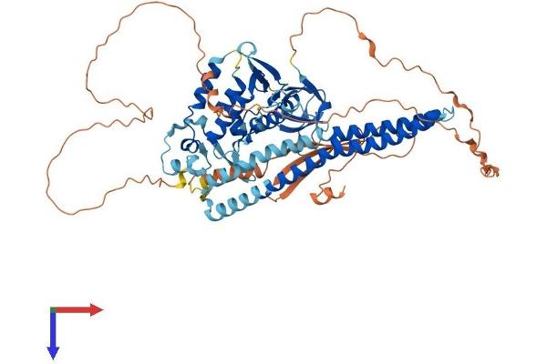 SNX18 Protein (AA 1-628) (His tag)