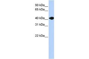 Western Blotting (WB) image for anti-Deoxyribonuclease II beta (DNASE2B) antibody (ABIN2458669)