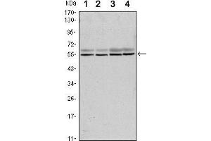 Western blot analysis using SMAD6 mouse mAb against A431 (1), A431 (2), Hela (3) and Jurkat (4) cell lysate. (SMAD6 Antikörper)