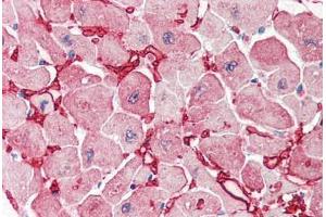 Human Heart (formalin-fixed, paraffin-embedded) stained with GOT1 antibody ABIN337132 at 2. (GOT1 Antikörper  (AA 157-167))