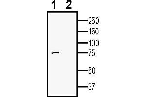 Western blot analysis of human  monocytic leukemia cell line lysate:1. (Adam23 Antikörper  (Extracellular))