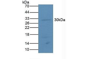Detection of ATF4 in Mouse Lung Tissue using Polyclonal Antibody to Activating Transcription Factor 4 (ATF4) (ATF4 Antikörper  (AA 126-291))