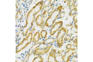 Immunohistochemistry of paraffin-embedded rat kidney using HSPA9 antibody. (HSPA9 Antikörper  (AA 380-679))