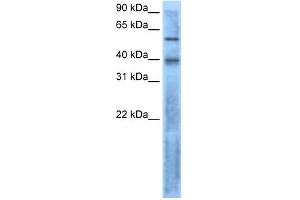 WB Suggested Anti-LEFTY2 Antibody Titration:  0.