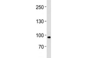 XRCC5 antibody western blot analysis in human placenta tissue lysate (XRCC5 Antikörper  (AA 424-450))