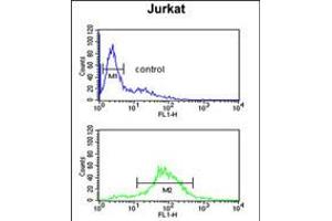 Flow cytometric analysis of Jurkat cells (bottom histogram) compared to a negative control cell (top histogram). (BTBD9 Antikörper  (AA 237-262))