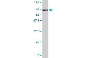 Western Blotting (WB) image for anti-Leukocyte Immunoglobulin-Like Receptor, Subfamily A (Without TM Domain), Member 3 (LILRA3) (AA 1-439) antibody (ABIN564777)