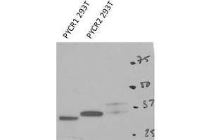 PYCR2 antibody - C-terminal region (ARP54938_P050) validated by WB using 293T cells lysate at 1 ug/ml. (PYCR2 Antikörper  (C-Term))
