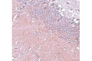 Immunohistochemistry (IHC) image for anti-Synaptogyrin 4 (SYNGR4) (N-Term) antibody (ABIN1031592) (SYNGR4 Antikörper  (N-Term))