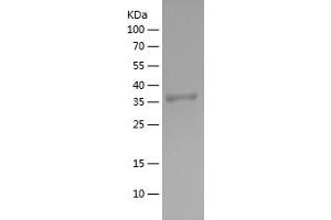 Western Blotting (WB) image for Proto-oncogene tyrosine-protein kinase Src (Src) (AA 1-79) protein (His-IF2DI Tag) (ABIN7124699) (Src Protein (AA 1-79) (His-IF2DI Tag))