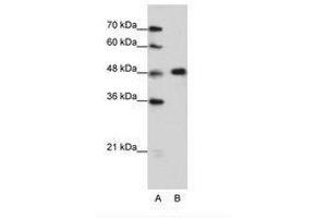 Image no. 2 for anti-Heterogeneous Nuclear Ribonucleoprotein F (HNRNPF) (C-Term) antibody (ABIN202472) (HNRNPF Antikörper  (C-Term))