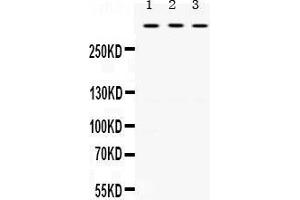 Western Blotting (WB) image for anti-Tenascin XB (TNXB) (AA 3309-3337), (C-Term) antibody (ABIN3043715) (TNXB Antikörper  (C-Term))