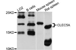 Western blot analysis of extracts of various cell lines, using CLEC5A antibody (ABIN5971486) at 1/1000 dilution. (CLEC5A Antikörper)