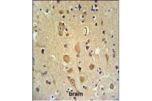 ITD1 Antibody (Center) 4921c IHC analysis in formalin fixed and paraffin embedded brain tissue followed by peroxidase conjugation of the secondary antibody and DAB staining. (APITD1 Antikörper  (AA 48-74))