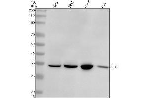 Western blot analysis of DLX5 using anti-DLX5 antibody (ABIN7604654).