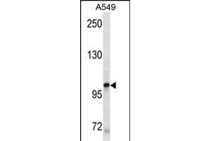 KIT Antibody (ABIN1882197 and ABIN2843885) western blot analysis in A549 cell line lysates (35 μg/lane). (KIT Antikörper)