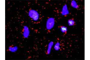 Proximity Ligation Analysis of protein-protein interactions between FGFR2 and FGF1. (FGF1 Antikörper  (AA 46-155))