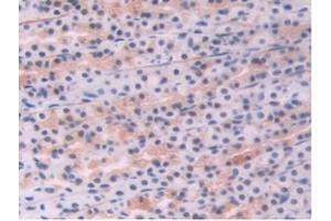 IHC-P analysis of Rat Stomach Tissue, with DAB staining. (Endoglin Antikörper  (AA 26-136))