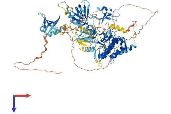 PKD2 Protein (AA 1-878) (His tag)