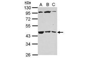 Image no. 2 for anti-UDP-Gal:betaGlcNAc beta 1,3-Galactosyltransferase, Polypeptide 4 (B3GALT4) (AA 123-357) antibody (ABIN1496798) (B3GALT4 Antikörper  (AA 123-357))