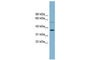 PLSCR3 antibody used at 1 ug/ml to detect target protein. (PLSCR3 Antikörper  (Middle Region))