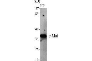 Western Blot analysis of various cells using c-Maf Polyclonal Antibody diluted at 1:500. (MAF Antikörper  (AA 270-350))