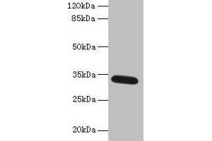 Western blot All lanes: FAM92A antibody at 1 μg/mL + Mouse brain tissue Secondary Goat polyclonal to rabbit IgG at 1/10000 dilution Predicted band size: 34, 29, 32, 31, 12 kDa Observed band size: 34 kDa (Family with Sequence Similarity 92, Member A (FAM92A) (AA 1-271) Antikörper)